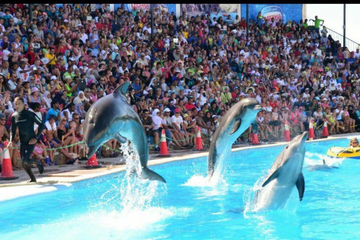 dolphin-show-sharm