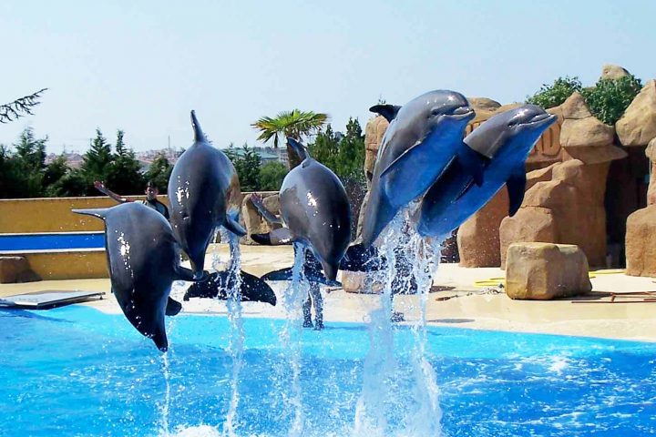dolphin-show-sharm