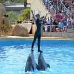 dolphin-show-sharm-elsheikh