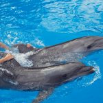 Swim With Dolphins in Australia2 السباحة مع الدولفين في شرم الشيخ