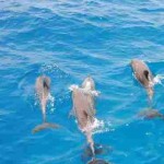delfin 1 رحلة بحرية باليخت الي جزيرة تيران