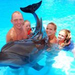 dolphin show 1 السباحة مع الدولفين في شرم الشيخ
