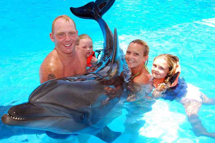 dolphin show 1 السباحة مع الدولفين في شرم الشيخ