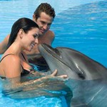 dolphin swim السباحة مع الدولفين في شرم الشيخ