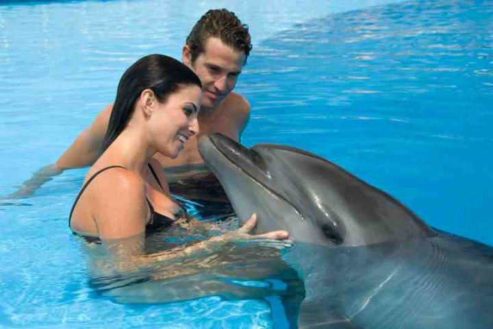 dolphin swim السباحة مع الدولفين في شرم الشيخ