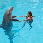 nado con delfines canc n 6 1 السباحة مع الدولفين في شرم الشيخ