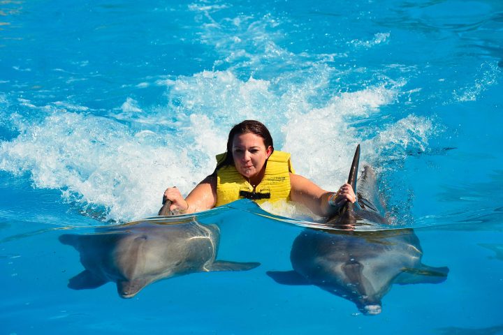swimming with dolphins2 السباحة مع الدولفين في شرم الشيخ