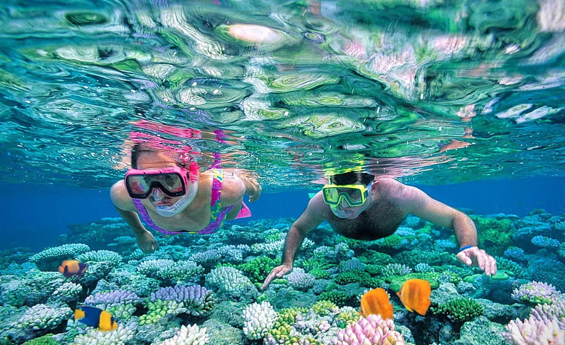 Красное Море Фото Под Водой