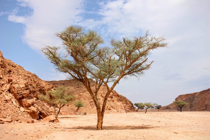 Acacia in Ein Khadra Desert Oasis 00 871 مدينة نويبع