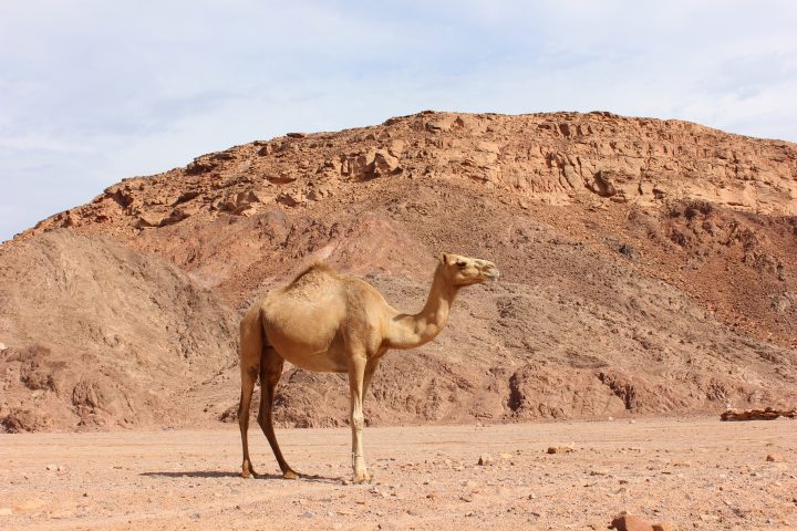 Camel Nuweibaa 00 12 مدينة نويبع