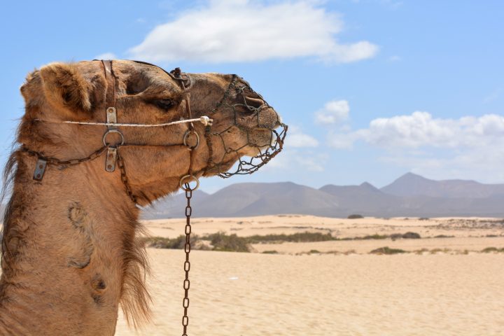 camel 911309 مدينة نويبع